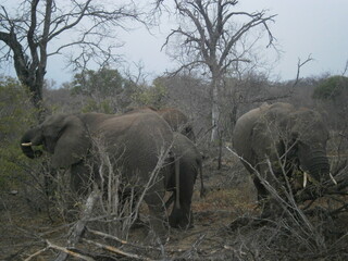 Fototapeta premium elephant in the Kruger park in South Africa