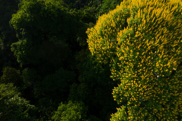 Aerial view of a tree with bright yellow flowers in the tree canopy of a tropical forest
