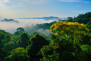 Aerial mountain view of a tropical forest covered in trees and fog: in the foothills of the Andes...
