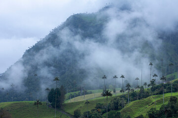 Fototapeta premium Cocora Valley
