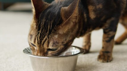 Bengal cat eating from metal bowl close-up. Domestic animal at home. Feeding brown kitten on floor. Healthy food for pedigreed pets. Hungry little best friends.