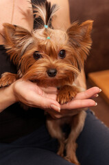 yorkshire terrier with a ponytail of hair on a woman's arm