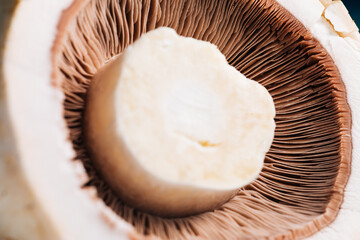 Close up of mushroom on a white background