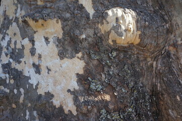 Closeup White and Brown Sycamore Tree Bark for Background
