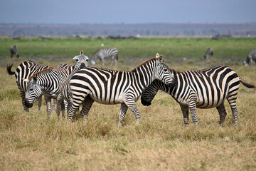 Fototapeta na wymiar Wildlife in Tanzania National Park