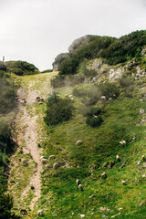 sheep on the mountain side