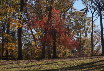 Crimson Tree Framed by Golden Tree Leaves Blue Sky Shadows in Sunlight