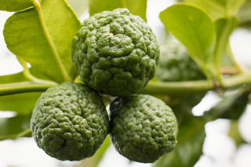 Kaffir lime is a citrus fruit native to tropical Southeast Asia. This sour and fragrant is known as makrut lime.