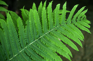 Beautiful fern leaf texture in nature. Natural ferns background Fern leaves Close up ferns nature. Fern plants in forest Background of the ferns Nature concept. Green ferns nature. Natural floral fern