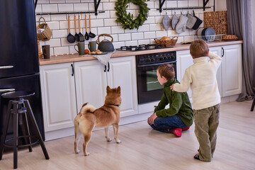 Two brothers play with Shiba Inu dog in a modern kitchen on Christmas Day. The boys are laughing,...