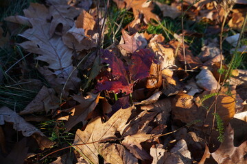 autumn leaves on the ground