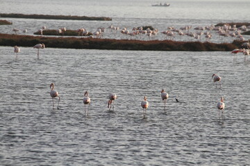 Fototapeta premium Pink Flamingos