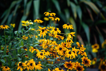 Lifejacket Yellow petalled plant Eyed Susan rudbeckia fulgida Goldstrum