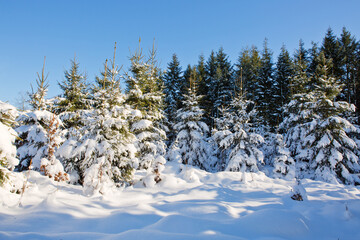Fototapeta na wymiar Winter fir trees in german forest with sunshine.