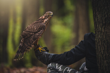 Falconer hand with Common buzzard (Buteo buteo). Common buzzard sits on glove falconer. Blured...
