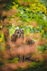 Tawny owl (Strix aluco) in autumn forest. Tawny owl sits on tree. Tawny owl and colorful autumn background.