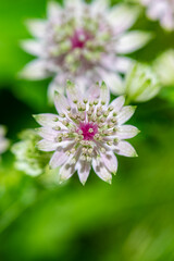 great masterwort, Astrantia major, flower in the mountain in spring
