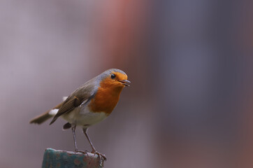 From series of photos of a robin. A robin sings on a pole, against a blurred background of indeterminate color.