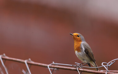 From series of photos of a robin. A robin on a fence on a blurred pink background ..