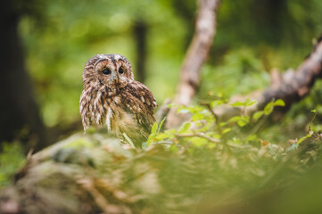 Tawny owl (Strix aluco) in dark forest. Tawny owl sits on dry tree. Tawny owl and forest background.