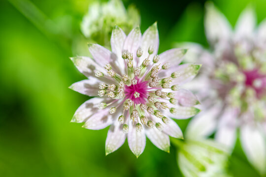 great masterwort, Astrantia major, flower in the mountain in spring
