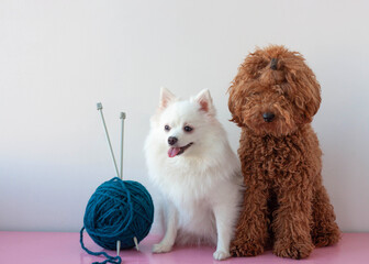 Two small dogs a miniature poodle and a white pomeranian are sitting next to a large ball of...