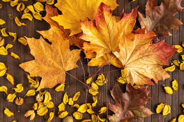 Yellow maple leaves on a wooden background. Autumn flatley, top view.