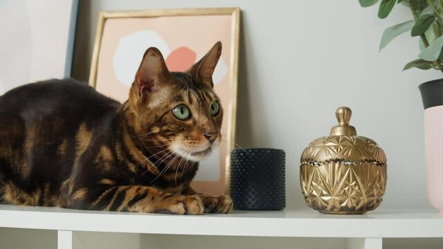 Bengal cat sitting on shelf close-up. Brown kitten resting on ledge near pictures. Furry pedigreed pet relaxing. Little best friends. Domestic animal at home.