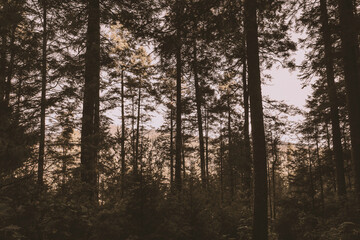 Obraz premium morning in the forest