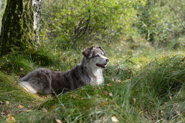 Pause im Wald. Hütehund liegt im Waldgras