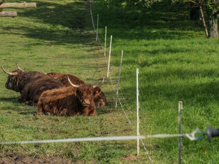 Schottische Hochland Rinder liegen auf der Weide