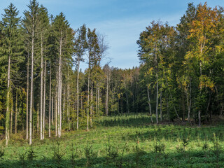 Wiederaufforstung durch anpflanzen von Jungbäumen im herbstlichen Mischwald