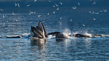 Group of killer whales coming out of ocean water to catch seagulls with hills in the background