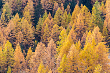 Beautiful autumn colors in the italian mountains