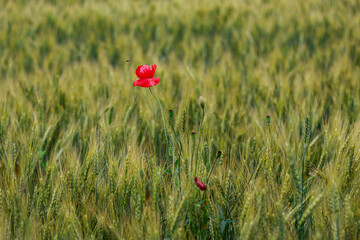 poppy in the field