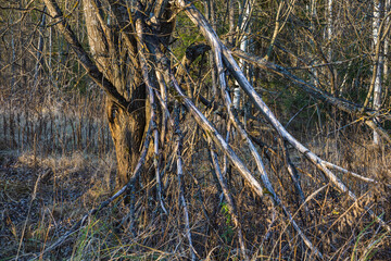 Tentacles made of dry tree branches