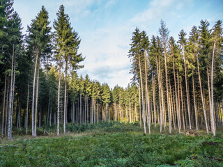 Wiederaufforstung durch anpflanzen von Jungbäumen im herbstlichen Mischwald