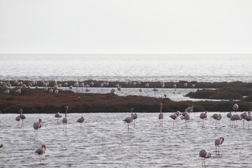Fototapeta premium Pink Flamingos