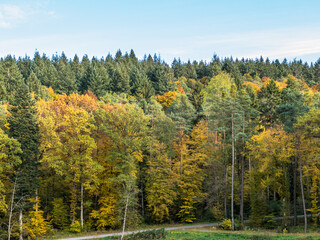 Wiederaufforstung durch anpflanzen von Jungbäumen im herbstlichen Mischwald