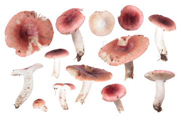 Red russula mushrooms isolated on white background - obrazy, fototapety, plakaty
