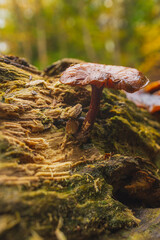 A tiny brown mushroom growing out of a mossy log in a forest setting.