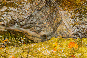 A close up of water flowing over rocks with orange leaves and rough textures.