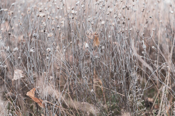 Wild field with flowers, delicate delicate plants on beautiful blurred background close-up. Autumn nature, dry yellowed plants.