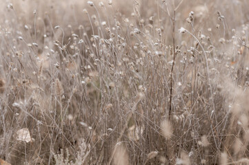 Wild field with flowers, delicate delicate plants on beautiful blurred background close-up. Autumn nature, dry yellowed plants.