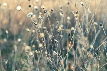 Obraz premium Wild field with flowers, delicate delicate plants on beautiful blurred background close-up. Autumn nature, dry yellowed plants.