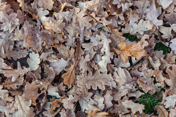 Dry oak leaves fallen on ground close-up, autumn background view from top
