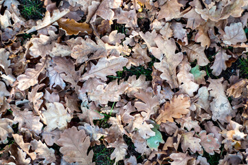 Dry oak leaves fallen on ground close-up, autumn background view from top