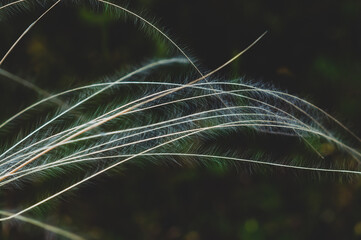 Summer background from field tall grass feather grass. Steppe plant Stipa close-up, nature outdoor