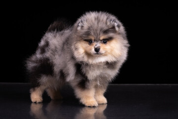 Puppy pomeranian spitz cute little dog on royal black background