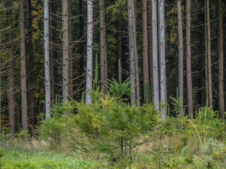 Wiederaufforstung durch anpflanzen von Jungbäumen im herbstlichen Mischwald